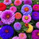 100 Zinnia Seeds Plant Seeds To Plant Perennial Flower