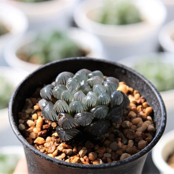 Haworthia Obtusa Crystal Blue Transparent Succulent Bonsai Potted Seeds ...