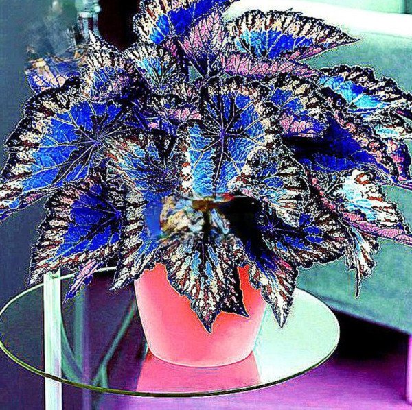 30Pcs Coleus Rare Colorful Bonsai Foliage Blumei Beautiful Flowers ...