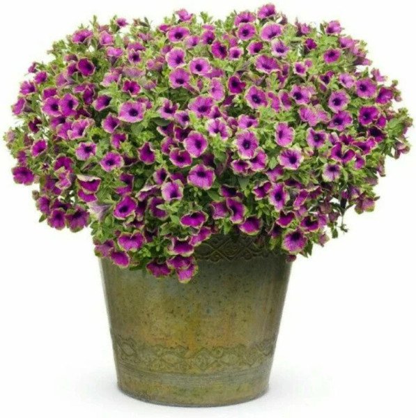 100 Pcs Petunia Flower Rare Picasso Beautiful Bonsai Seeds Fresh Garden