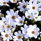 Cosmos Purity Cosmos Bipinnatus 100 Seeds Fresh Garden