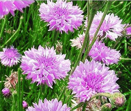 Cornflower Bachelors Button Mauve Centaurea Cyanus 500 Bulk Seeds Fresh Garden