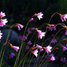 Dierama Pauciflorum Seed Fresh Garden