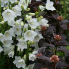 Campanula Persicifolia White Peach Leaved Bellflower Seed Fresh Garden