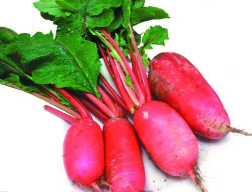 1 Pack 100 Red Turnip Radish Raphanus Sativus Organic S021 Seeds Fresh Garden