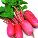 1 Pack 100 Red Turnip Radish Raphanus Sativus Organic S021 Seeds Fresh Garden