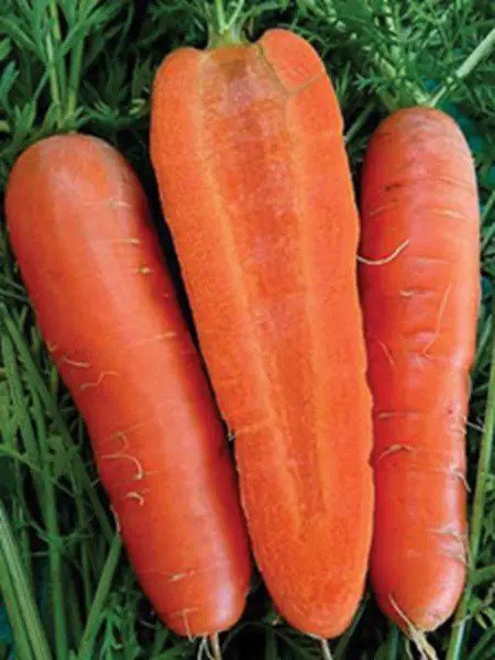 Danvers Carrot 126 Danvers Carrot 500 Pack Fresh Seeds