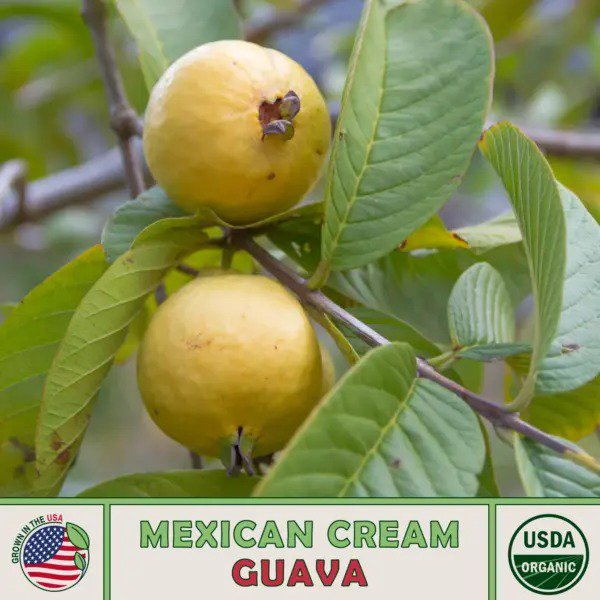 15 Organic Mexican Cream Guava Fresh Seeds