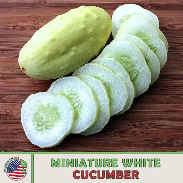 20 Miniature White Cucumber Fresh Seeds