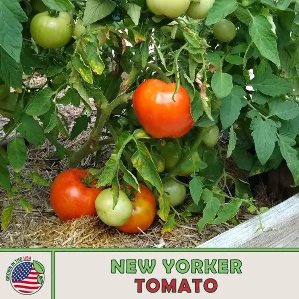 10 New Yorker Tomato Cold Tolerant Fresh Seeds
