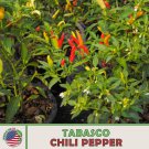 50 Tabasco Chili Pepper Fresh Seeds