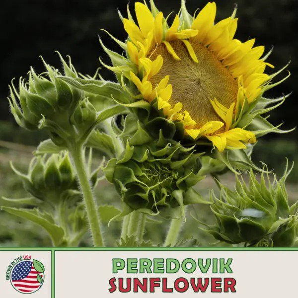 50 Peredovik Sunflower Black Oil Bird Deer Attractor Fresh Seeds