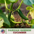 20 Parisian Gherkin Cucumber Hybrid Fresh Seeds