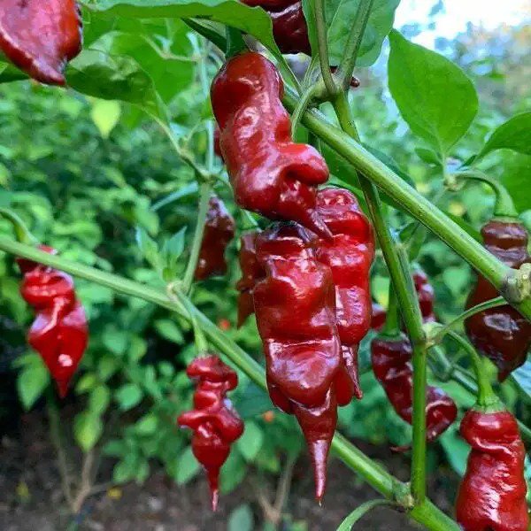 10 Premium Trinidad Viper Brown Pepper Spicy Hot Atomic Fresh Seeds