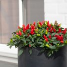50 Ornamental Pepper Fresh Seeds