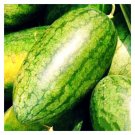 10 Congo Watermelon Resistant To Anthracnose Fresh Seeds