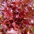 500 Red Salad Bowl Lettuce Fresh Seeds
