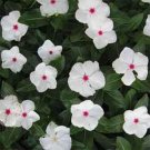 Vinca Periwinkle Bright Eyes 50 Fresh Seeds