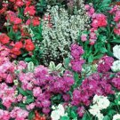 Stock Matthiola Incana Mixed 50 Fresh Seeds