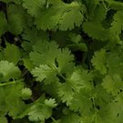 Cilantro Coriandrum Sativum Santo 100 Fresh Seeds