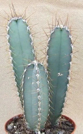 Cereus Validus Grafting Stock Grafted Cacti Night Flower Cactus 100 ...