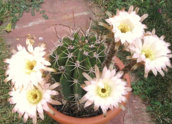 Echinopsis Leucantha Rare Cactus Plant Flowering Succulent Cacti 100 ...