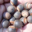 12 Water Oak Acorns Quercus Nigra Fresh Seeds