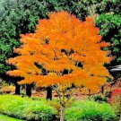 15 Koto No Ito Japanese Maple Seeds Acer Palmatum Koto No Ito Fresh Seeds