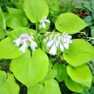20 Sum And Substance Hosta Seeds Fresh Seeds
