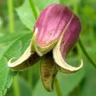 15 Vasevine Clematis Seeds Clematis Viorna Fresh Seeds