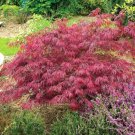 20 Japanese Laceleaf Maple Seeds Acer Palmatum Var Dissectum Fresh Seeds