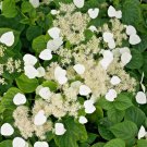 20 Moonlite Japanese Hydrangea Vine Seeds Schizophragma Hydrangeoides Fresh Seeds