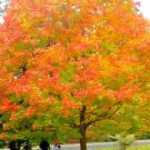 20 Green Mountain Sugar Maple Seeds Acer Saccharum Green Mountain Fresh Seeds