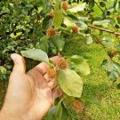 15 European Beech Seeds Fagus Sylvatica Fresh Seeds