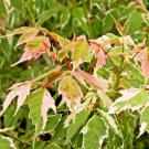 15 Flamingo Boxelder Maple Seeds Acer Negundo Flamingo Fresh Seeds