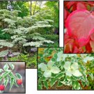 10 Wolf Eyes Ko Dogwood Seeds Cornus Ko Wolf Eyes Fresh Seeds