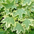 15 Silver King Norway Maple Seeds Acer Platanoides Silver King Fresh Seeds
