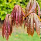 5 Wilsons Horse Chestnut Nuts Aesculus Chinensis Var Wilsonii Fresh Seeds