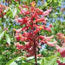 5 Scarlet Buckeye Nuts Aesculus Pavia Splendens Fresh Seeds