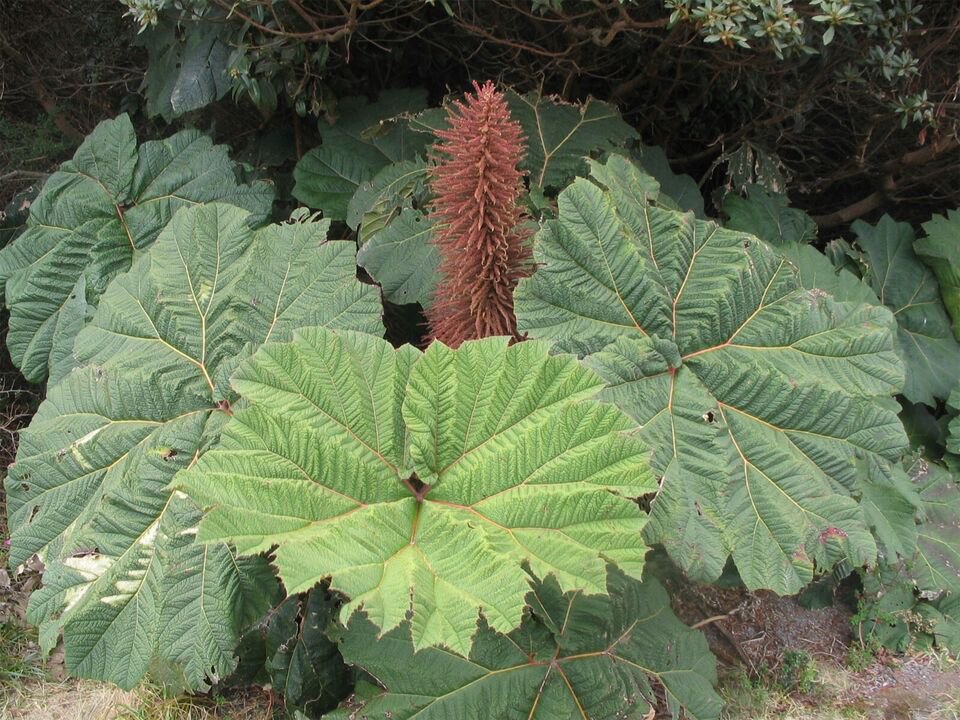 Gunnera Insignis Poor Mans Parasol & Umbrella 200 Seeds