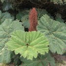 Gunnera Insignis Poor Mans Parasol & Umbrella 200 Seeds