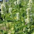 Agastache Mexicana White Giant Hyssop 200 Seeds