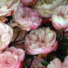 Rosa Chinensis Angel Wings Miniature Rose 10 Seeds