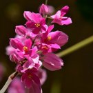 Antigonon Leptopus Chinese Love Vine 5 Seeds