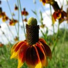Ratibida Columnifera Mexican Hats 500 Seeds