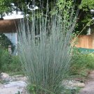 Schizachyrium Scoparium Little Bluestem Bunchgrass 500 Seeds