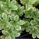 Talinum Paniculatum Jewels Opar Fame Flower 20 Seeds