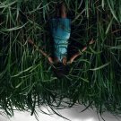 In the Tall Grass (Blu-ray) 2019 Free Shipping