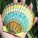 5" Scallop Shell 25