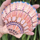 5" Scallop Shell 20